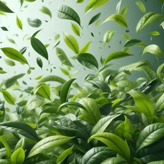 Fototapeta premium Green tea leaves flying in the air green backgrounds Hyperrealistic Highly Detailed Isolated On Transparent Background 