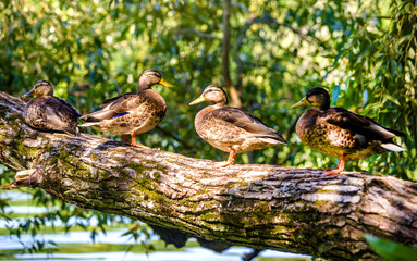 Wild ducks sit on a tree near the water
