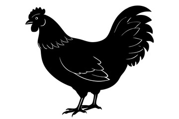 
chicken silhouette, chicken line drawing, Black silhouette of a rooster standing. Vector illustration
