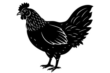 
chicken silhouette, chicken line drawing, Black silhouette of a rooster standing. Vector illustration
