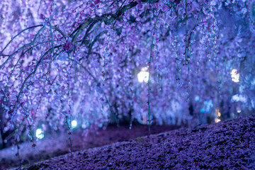 早春の梅園ライトアップ