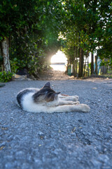 cat on the beach