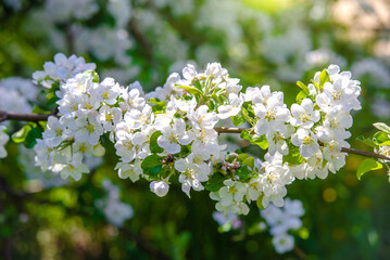 Cherry blossom branch in the garden in spring
