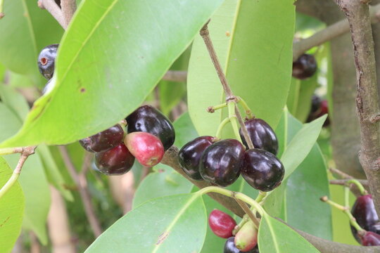 Java plum on tree in farm