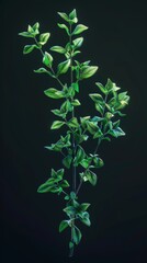 A solitary thyme sprig with vibrant green leaves against a dark background