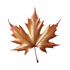 Maple Leaf isolated on transparent background