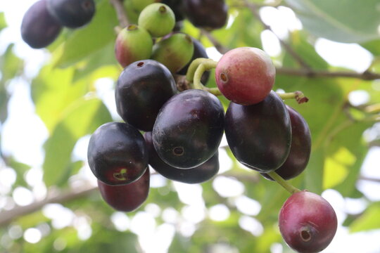 Java plum on tree in farm