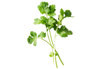 Single sprig of fresh mint and a few coriander leaves, isolated on a white background, highlighting their vibrant green color and health properties