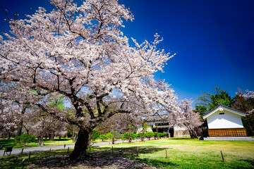 Naklejka premium 桜の大木と公園