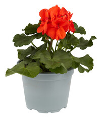 flowers in pots cut out isolated transparent background