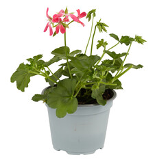 flowers in pots cut out isolated transparent background