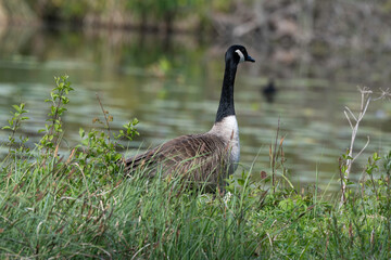 Bernache du Canada,.Branta canadensis, Canada Goose