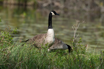 Bernache du Canada,.Branta canadensis, Canada Goose
