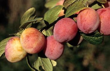 Prunus domestica 'Reine Claude violette', Prunier