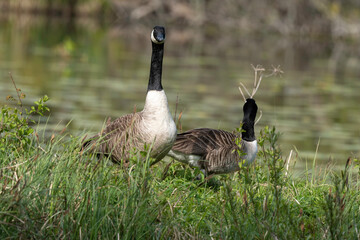 Bernache du Canada,.Branta canadensis, Canada Goose