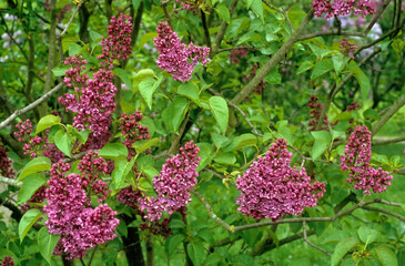 Syringa microphylla 'Sir Louis Spath' , Lilas