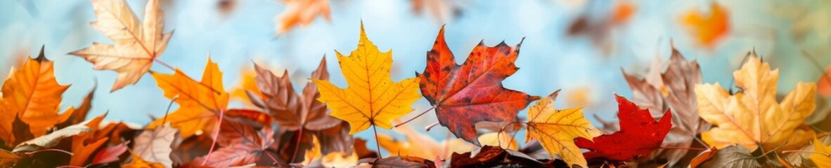 Obraz premium vibrant autumn leaves falling in the wind with a blue sky background - seasonal change, nature's beauty, golden yellow and red hues, autumnal foliage, falling leaves, nature photography