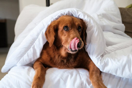 Golden Retriever dog lies under a white blanket on the sofa in the living room and licks his lips looking forward. The dog stuck out its tongue, funny face.