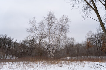 A frozen view of snow and trees at a local Minnesota park in winter.