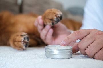 Caring for dog paw pads. A close-up of a man hands applying cream to the paw of his Golden Retriever. Protecting paws in hot weather keeping them healthy and clean. Soft Paws. Nearby is a jar of balm. © moonmovie