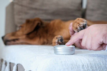 Taking care of your dog's paws in hot summer weather. The owner applies balm to his golden retrievers paw pads after walking on hot asphalt. Health care. A jar of paw cream stands nearby. © moonmovie