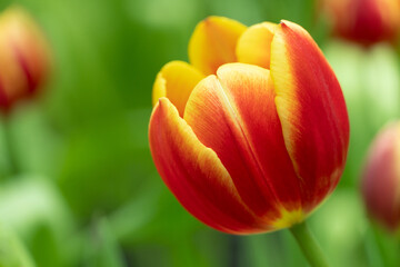 blooming dark red orange tulips flower in spring natural field