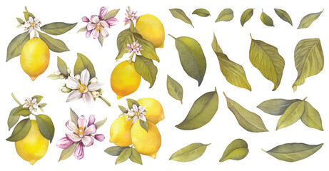 Lemon watercolor citrus yellow summer green leaves sour sea fruit food healthy natural juicy orange raw antioxidant symbol beauty print poster card postcard fresh diet beautiful hand drawn element art