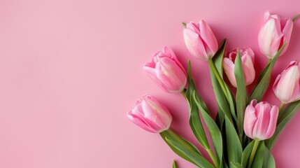 Fototapeta premium pink tulips