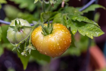 Two healthy, ripening tomatoes, covered in morning dew, are growing in a garden.
