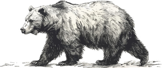 bear. Engraving style. Simple pencil drawing vector