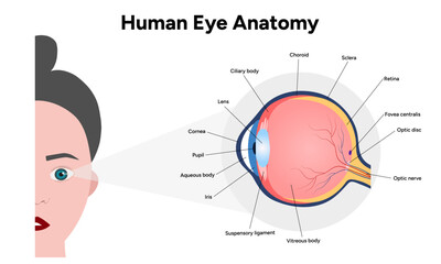 eHuman Eye Anatomy, medical illustration infographic
