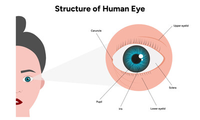 Fototapeta premium Human Eye Anatomy, medical illustration infographic