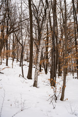 A frozen view of snow and trees at a local Minnesota park in winter.