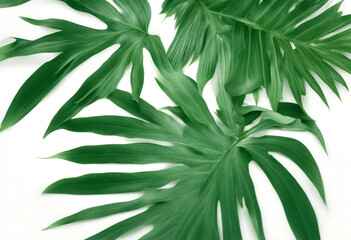 Fototapeta premium background set olated tropical green white leaves
