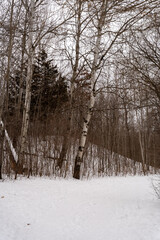 A frozen view of snow and trees at a local Minnesota park in winter.