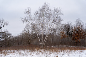 A frozen view of snow and trees at a local Minnesota park in winter.
