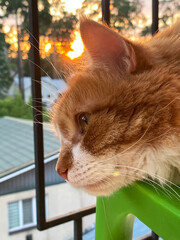 Ginger cat on the balcony. Red cat at sunset. Funny fluffy cat, long-haired cat, red cat