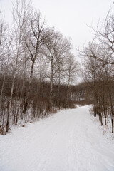 A frozen view of snow and trees at a local Minnesota park in winter.