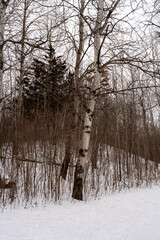 A frozen view of snow and trees at a local Minnesota park in winter.
