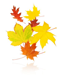 Flying autumn leaves isolated on white background