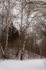 A frozen view of snow and trees at a local Minnesota park in winter.