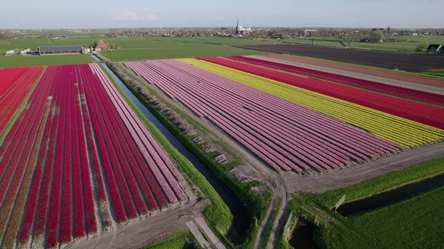 Aerial view of colorful tulip fields and a church in Workum, Friesland, Netherlands.