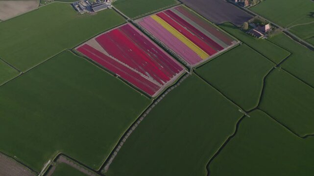 Aerial view of vibrant tulip fields and colorful flower meadow, Workum, Friesland, Netherlands.