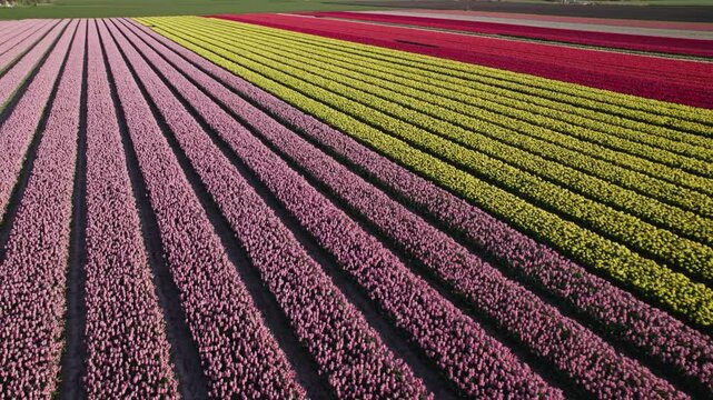 Aerial view of vibrant tulip fields and a church in bloom, Workum, Netherlands.