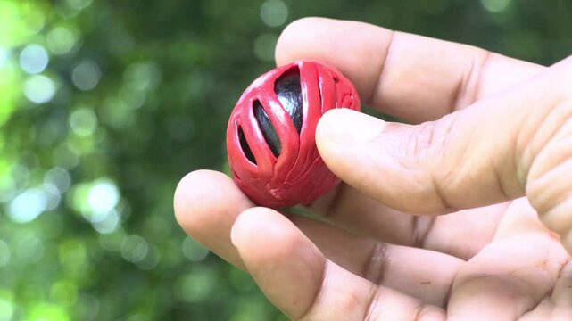 A hand displaying Fully Matured Nutmeg Seed with Aril (Mace) 

