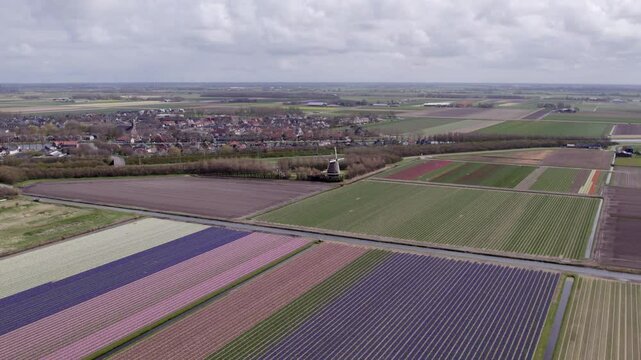 Aerial view of colorful tulip fields and windmill in 't Zand, North-Holland, Netherlands.