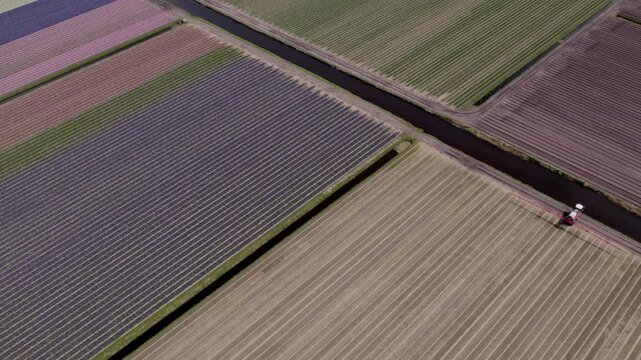 Aerial view of colorful hyacinth fields with windmills and canals, t Zand, Netherlands.