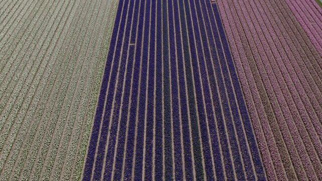 Aerial view of vibrant hyacinth fields in bloom, 't Zand, North-Holland, Netherlands.