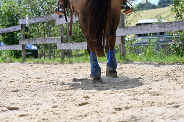 Auf dem Reitplatz. Westernpferd mit Gamaschen wird auf Sandplatz geritten