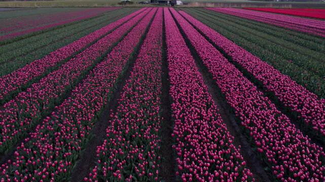 Aerial view of vibrant tulip fields with windmill during sunset, 't Zand, North-Holland, Netherlands.